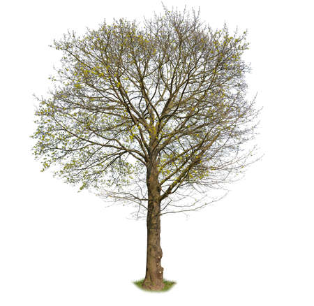 Spring Tree isolated on white. Cut-out of a maple treeの写真素材