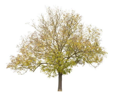 Honey Locust in autumn with yellow leaves, tree isolated on white background.の写真素材