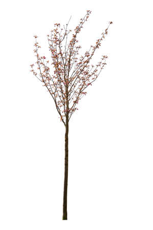 Red Maple tree cutout, spring tree blooming isolated on white backgroundの写真素材