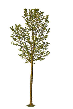 Cutout image of a deciduous spring tree with green leavesの写真素材