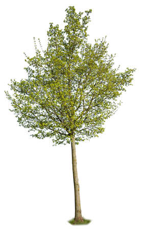 Black cottonwood, a species of Poplar tree with green leaves during spring season, isolated on white background.の写真素材