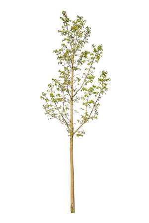 Spring tree, deciduous plant, cutout tree with white backgroundの写真素材