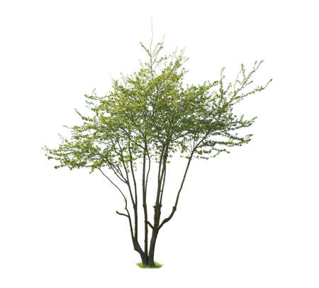 Elm tree during spring, green leafed tree isolated on white background.の写真素材