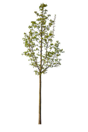 Deciduous spring tree, isolated tree with green leaves. Cutout imageの写真素材