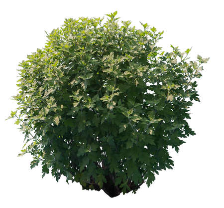Common mugwort shrub isolated on white background.の写真素材