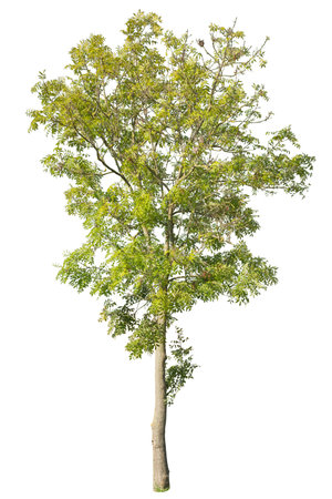 Green maple tree isolated on white background.の写真素材