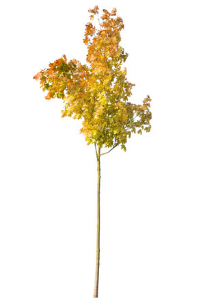 Autumnal deciduous yellow leafed tree isolated on white background.の写真素材