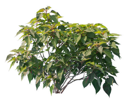 Cutout Poinsettia shrub with green foliage, widely used in Christmas floral displays.の写真素材