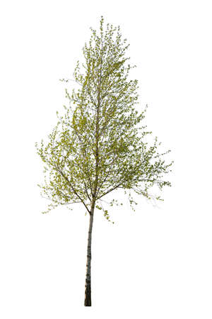 Spring tree isolated on white background, deciduous tree cutout.の写真素材