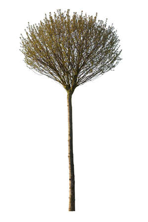 Manuka tree, also known as Leptospermum scoparium, cutout tree isolated on white background.の写真素材