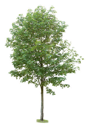 Deciduous tree with green leaves isolated on white background.の写真素材
