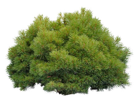 Close - up of a Pine bush, isolated on white background.の写真素材