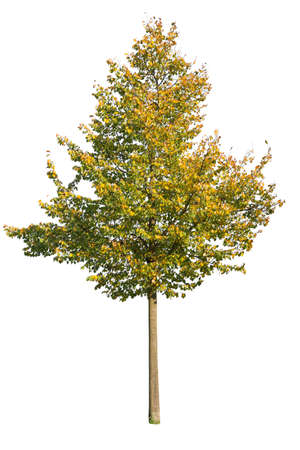 Deciduous tree, maple tree cutout, autumn color leafed treeの写真素材