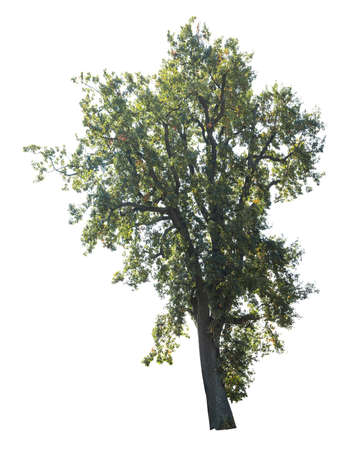 Tulip poplar tree in autumn isolated on white background.の写真素材