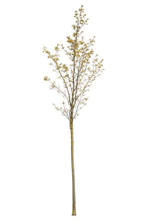Cutout of a Spring Tree isolated on white background.の写真素材