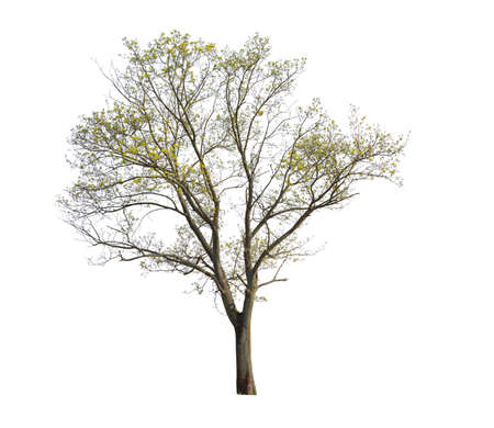 Maple tree isolated on white background, cut out tree.の写真素材