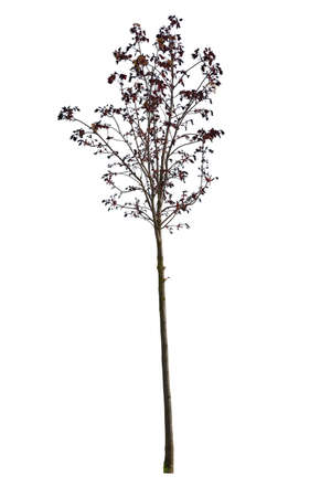 Deciduous Spring Tree with clipping path isolated on white background.の写真素材