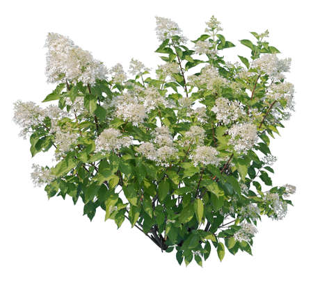 Hydrangea paniculata, called also panicled hydrangea, flowering plant cutout isolated on white background.の写真素材