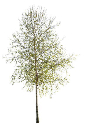 Brich tree cutout isolated on white background.の写真素材