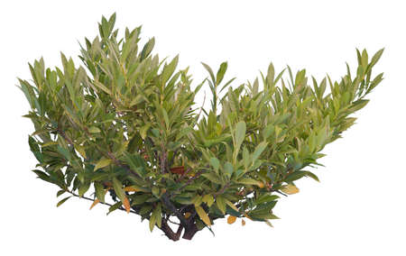 Common laurel bush isolated on white background, cutout plant.の写真素材