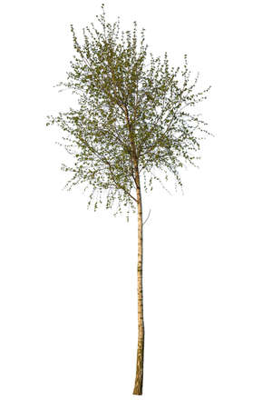Deciduous tree, birch isolated on white background. Cutout plantの写真素材