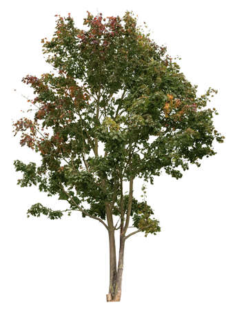Deciduous tree, Plane tree with colorful leaves isolated on white.の写真素材