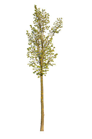 Deciduous tree with green leaves, cutout tree.の写真素材
