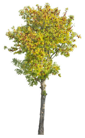 Goldenrain tree, also known as Pride of india, or varnish tree, cutout tree isolated on white background.の写真素材