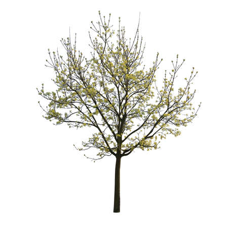 Spring Maple tree blooming, isolated on white background.の写真素材