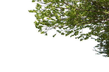 Close up of the branches of a oval green leaved tree isolated on white background. Deciduous tree cutout.の写真素材