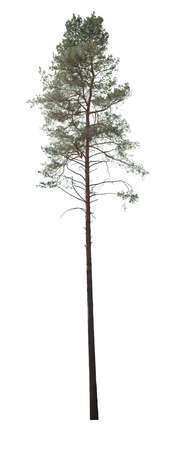 Pine tree cutout, plant isolated on white background.の写真素材