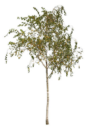 Betula, autumnal tree also called birch isolated on white background.の写真素材