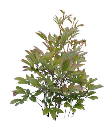 Peony shurb isolated on white background. Cutout plant.の写真素材