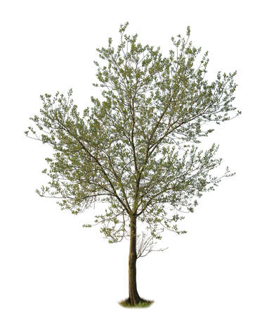 Isolated Olive tree on white background in spring. Cutout tree.の写真素材