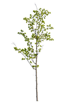 Wild cherry tree green leafed isolated on white background. cutout treeの写真素材