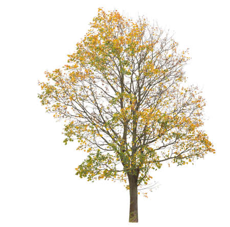 Autumnal yellow leaved tree isolated on white background.の写真素材