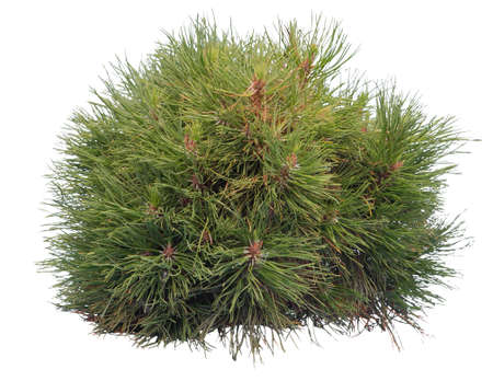 Pine shrub, cutout isolated bush on white backgroundの写真素材