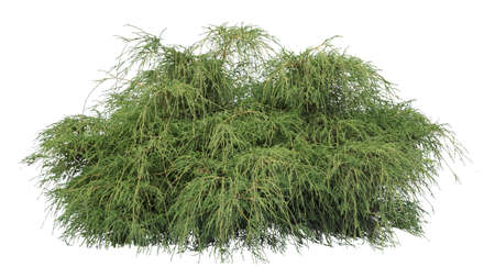 Willow shrub isolated on white background, cutout image.の写真素材