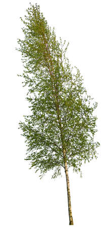 Betula tree isolated on white background, birch during spring season.の写真素材
