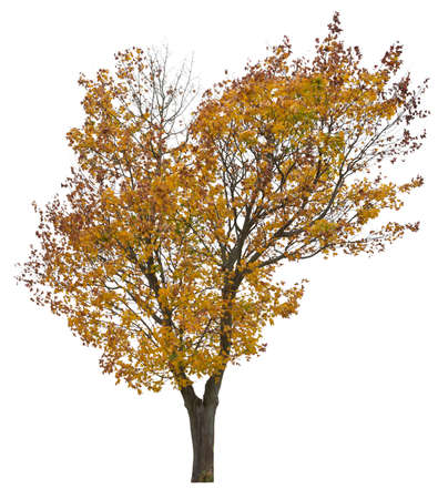 Norway Maple, autumnal yellow leaved tree isolated on white background.の写真素材