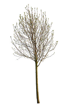 Magnolia tree, pre blooming in spring, isolated tree on white background.の写真素材