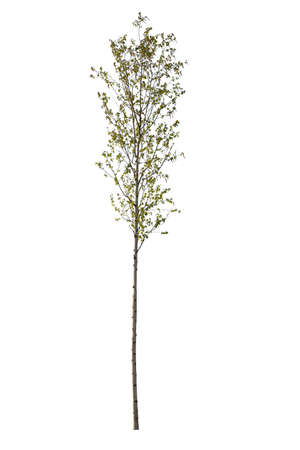 Birch tree, belonging to the Betula family, isolated on white background.の写真素材