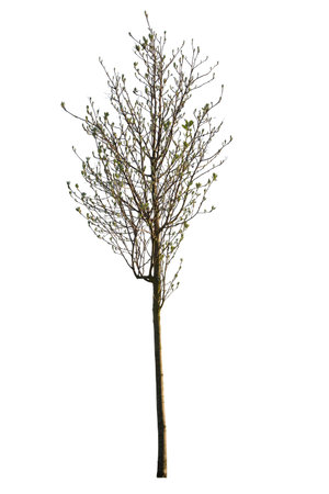 Olea Europaea, known also as Olive tree, cut out tree on white backgroundの写真素材