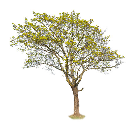Spring maple tree cut out, isolated on white background.の写真素材