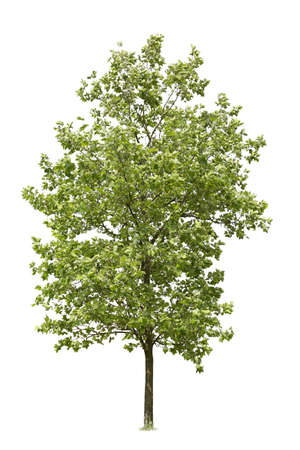 Tree cutout with clipping path, isolated tree.の写真素材