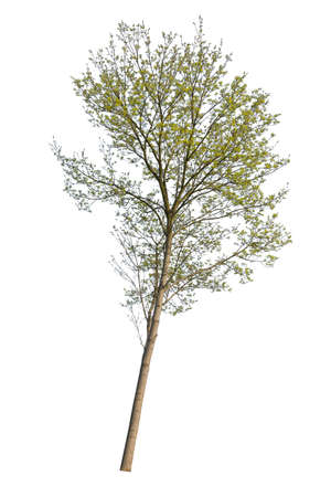 Cut out tree isolated on white background.の写真素材