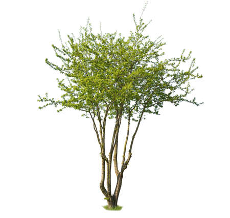 Cut out Elm tree, isolated tree with green leaves.の写真素材
