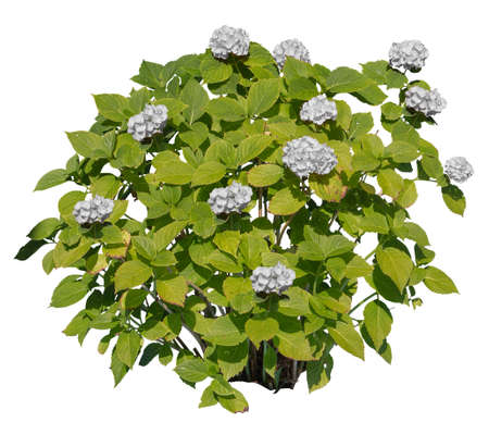 Hydrangea, known also as Hortensia, with white petals, cutout plant isolated on white background.の写真素材