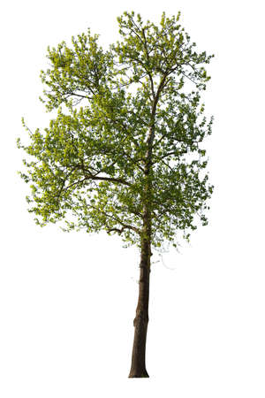 Black cottonwood, a species of Poplars, isolated on white background.の写真素材