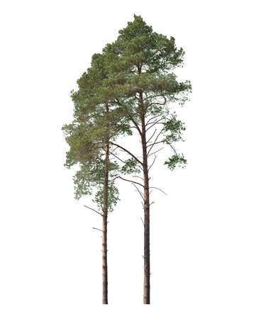 Two pines isolated on white background, cut out treesの写真素材